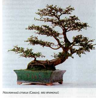 Стили японского бонсай